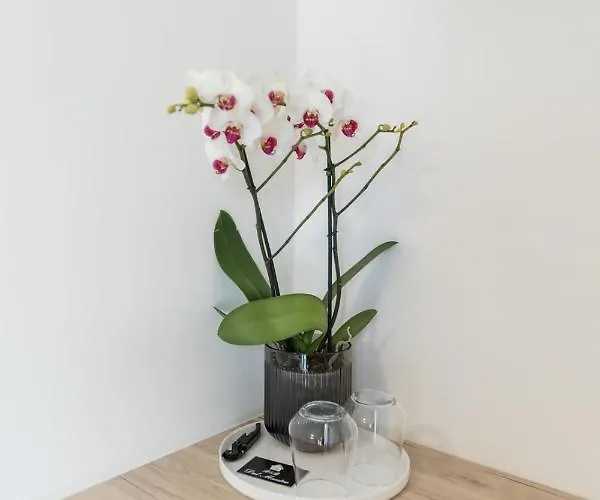 Bed & Breakfast Dal Maestro 4*